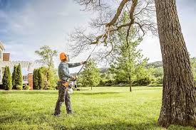 Best Tree Removal  in Tuscoosa, AL