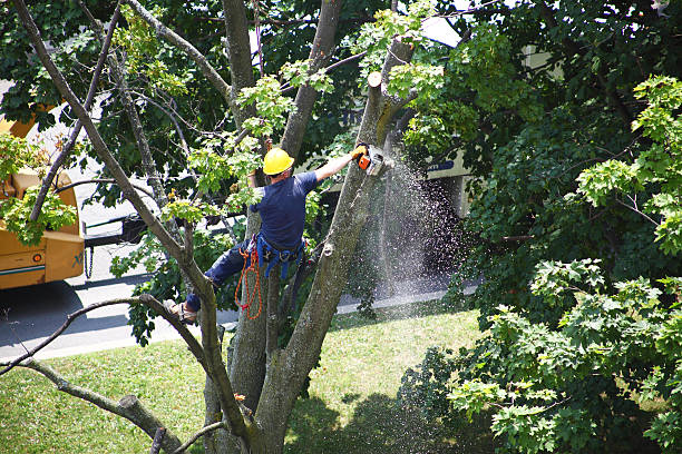 Best Tree Trimming and Pruning  in Tuscoosa, AL